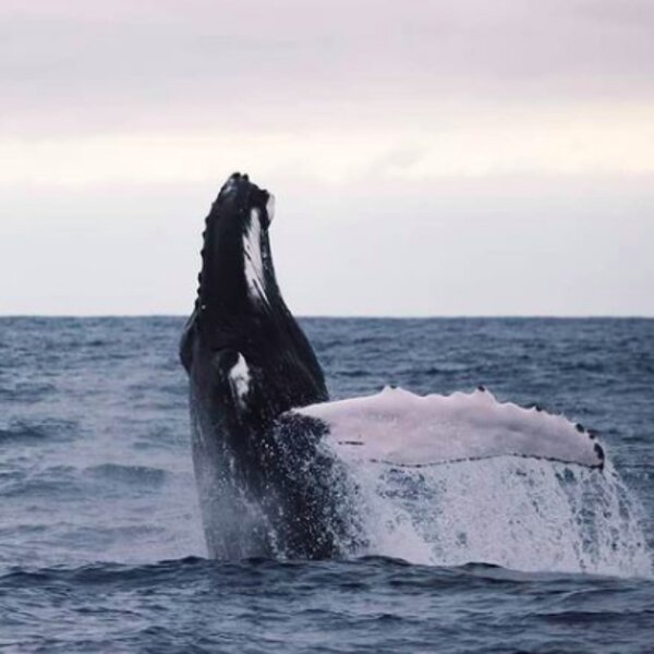 watching a whale jumping in azores islands