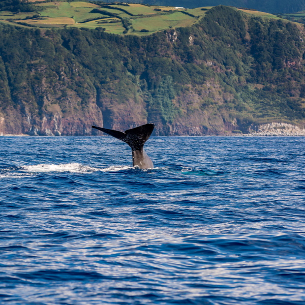 sperm whale jumping in azores