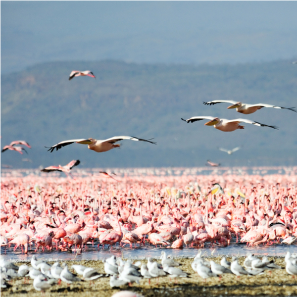 flamingos on a lake in Great Rift Valley kenya