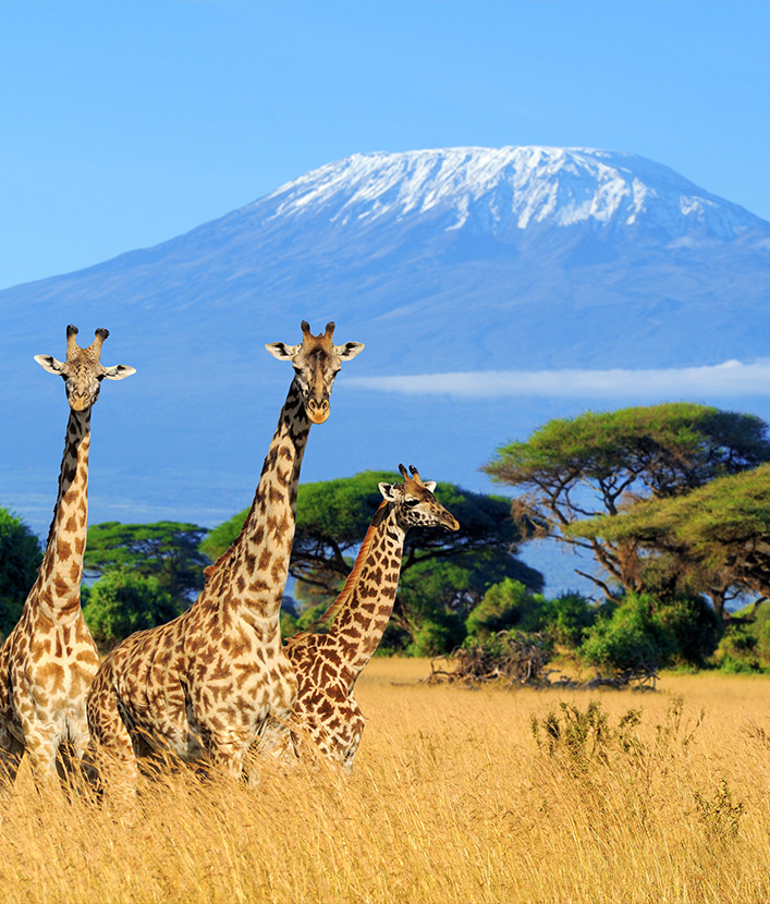 giraffes in Kenya