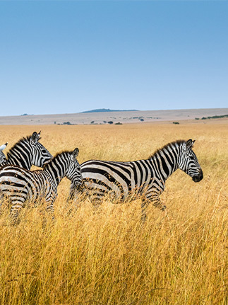 zebras in field in Kenya