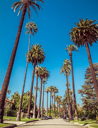 Palm tree road in Los Angeles