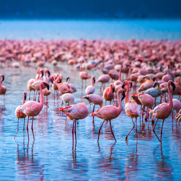 watching flamingos on a boar ride on Lake Nakuru in kenya