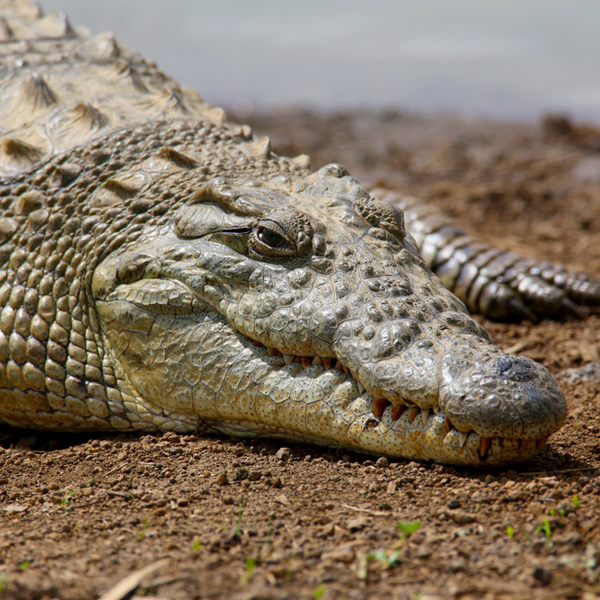 nile crocodile in kenya