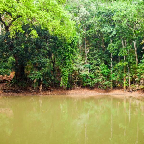 river and forest at Udawattakele Sanctuary in sri lanka