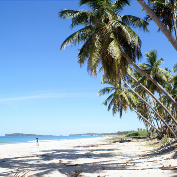 palm trees lining Uppuveli Beach in sri lanka