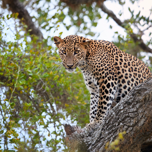 leopard spotted on safari at yala national park sri lanka