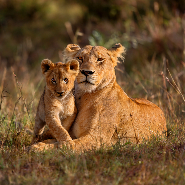 mother and baby lion in kenya