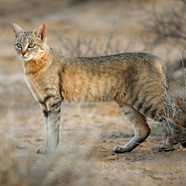 african wildcat spotted in kenya
