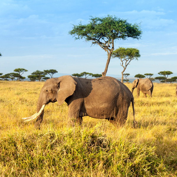 elephants in the Maasai Mara in kenya