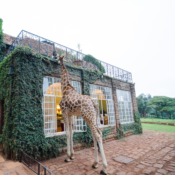 giraffe hotel in kenya