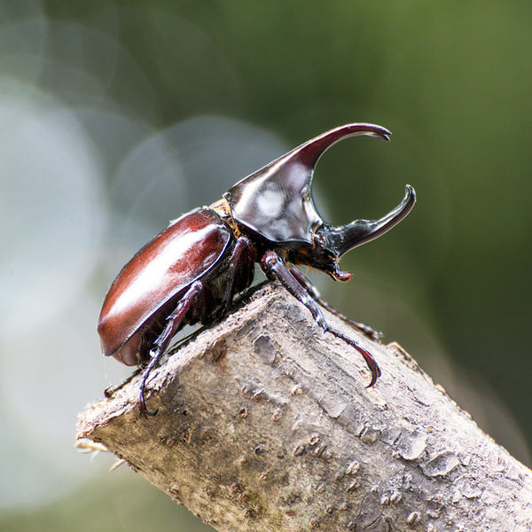 rhino beetle in kenya