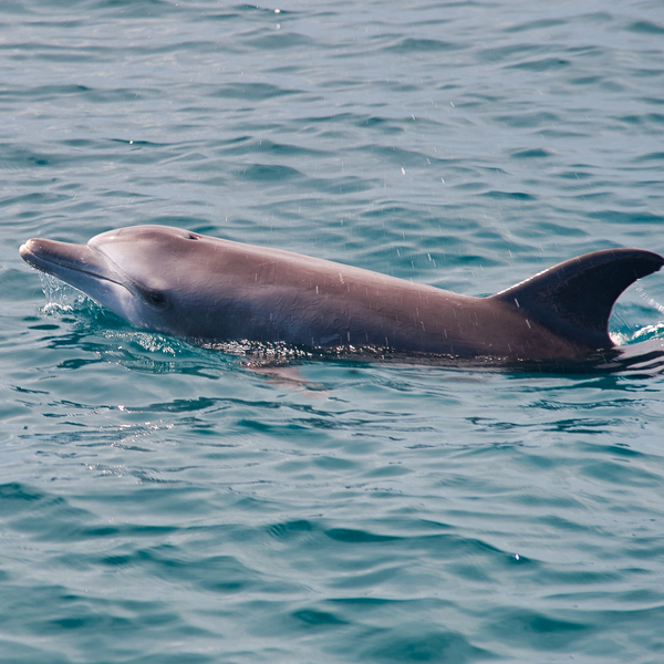 dolphin swimming in the sea off kenya