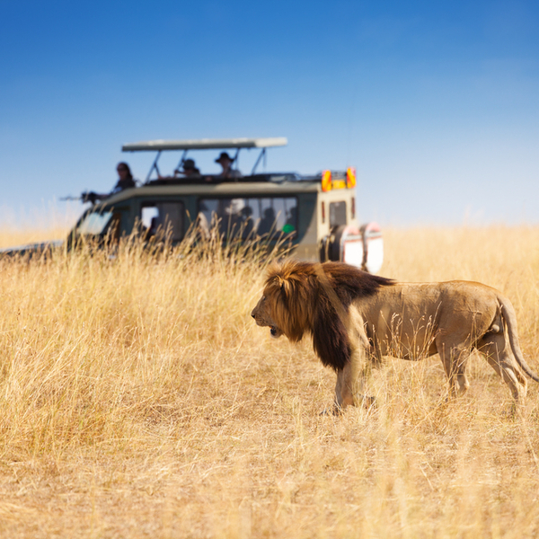 what to expect on a kenyan safari
