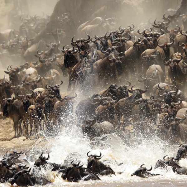 wildebeests crossing river on kenya migration