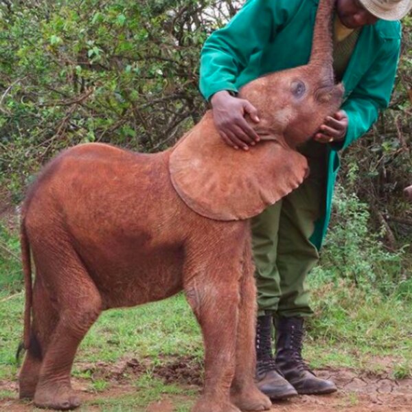 baby elephant sanctuary in kenya