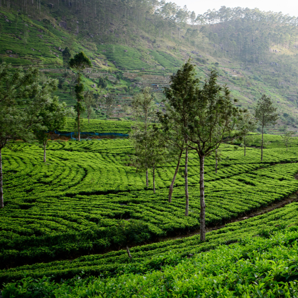 the home of lipton tea in sri lanka