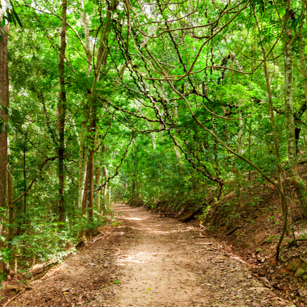 path through Udawatta Kele Sanctuary