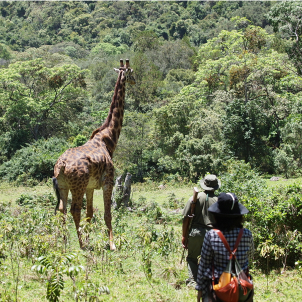 people watching giraffe on walking safari in kenya