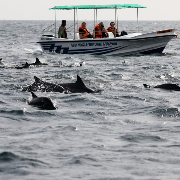 people on whale watching trip in sri lanka