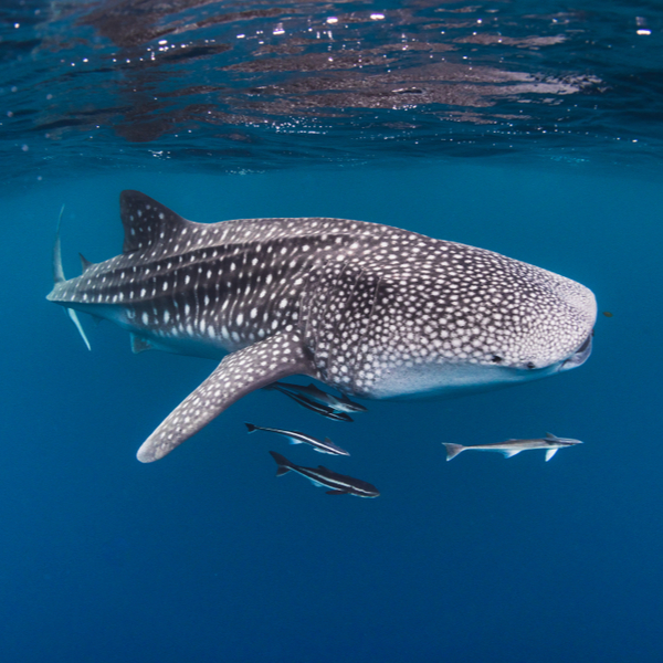 swimming with whale sharks in kenya