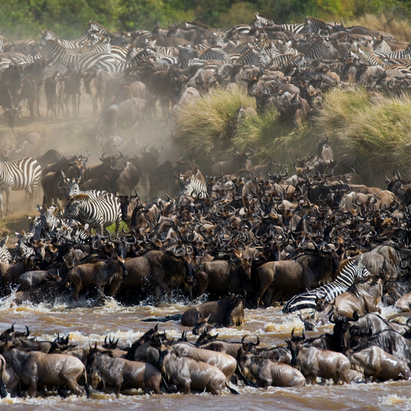 animals migrating in kenya