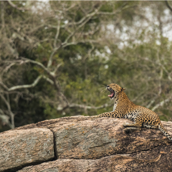 leopard in sri lanka's yala national park