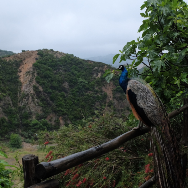 peacock at crete botanical gardens
