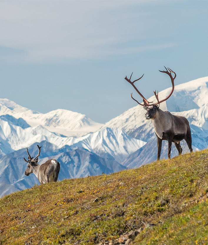 moose in alaska