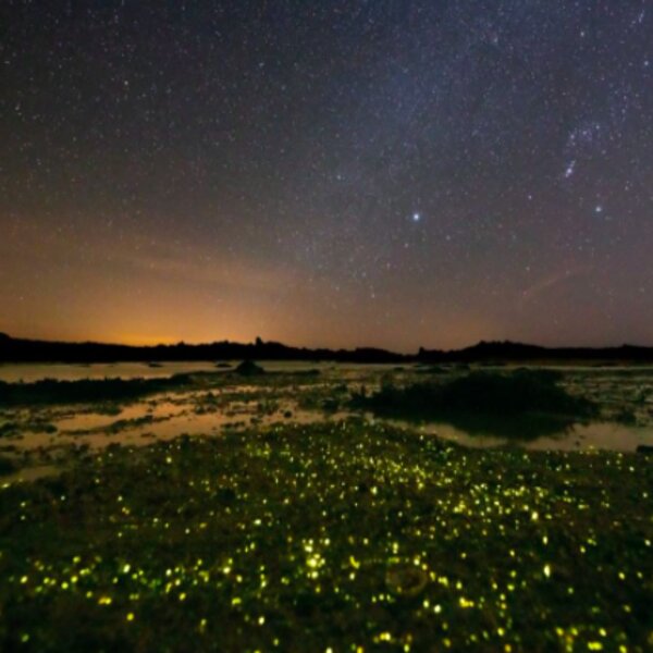Bioluminescence walk jersey