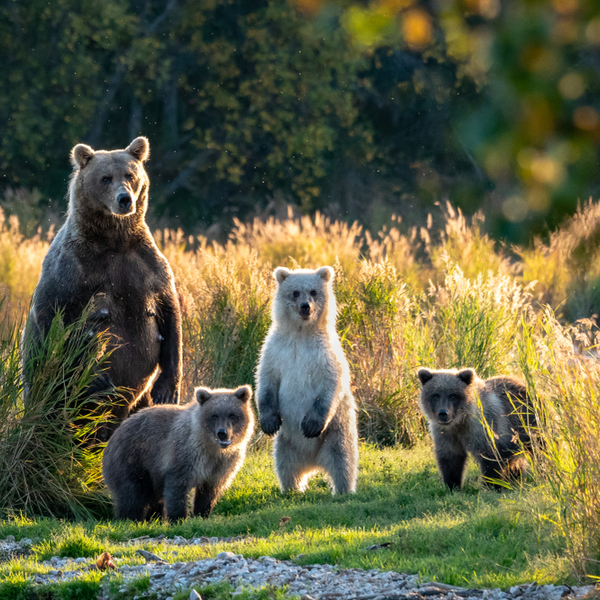 family of bears at Katmai National Park in alaska