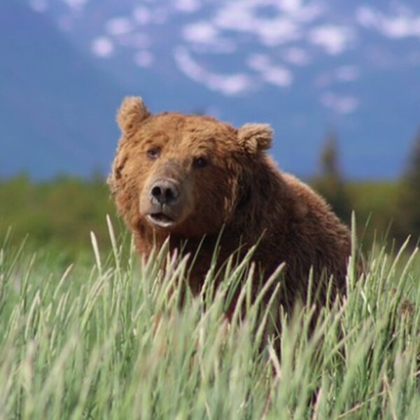 grizzly bear watching in alaska