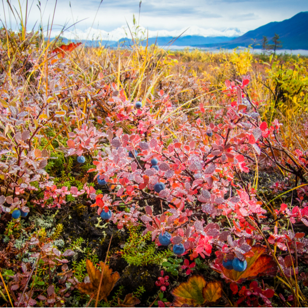 blueberry bush in alaska