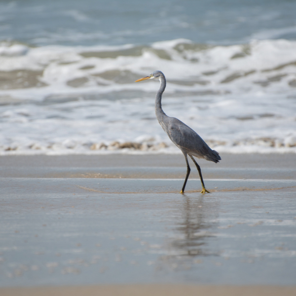 heron walking on a beach in goa