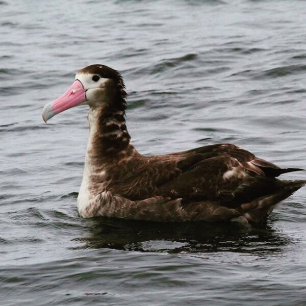 albatross on bird tour in alaska