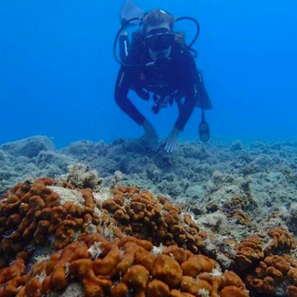 diver exploring a coral reef on crete