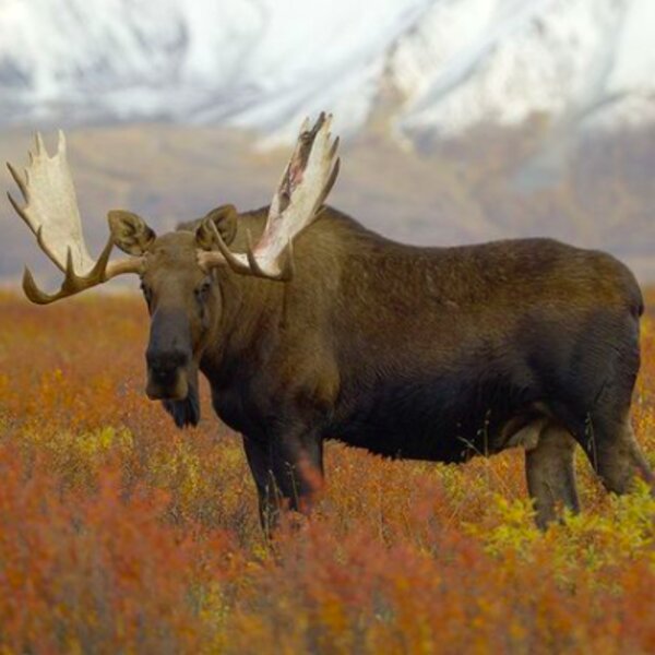 moose on a wildlife watching tour of alaska