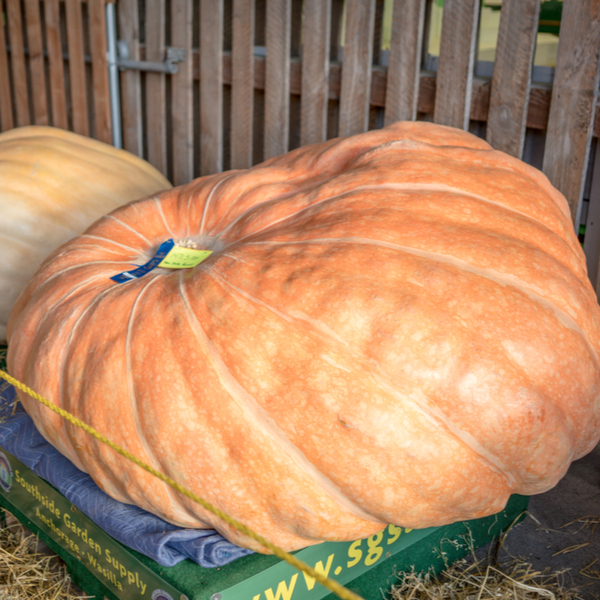 huge pumpkin grown in alaska
