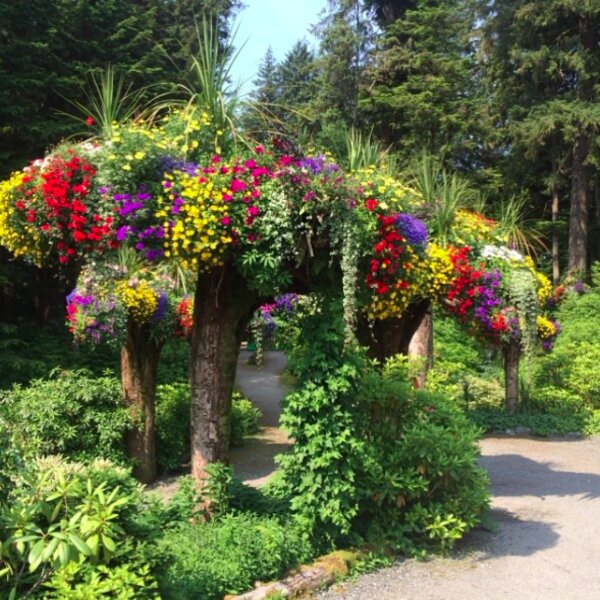 upside down forest in alaska