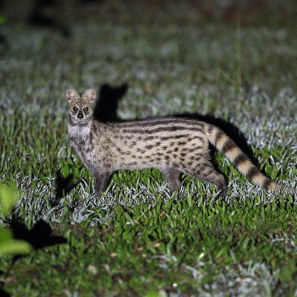 wildlife watching in goa