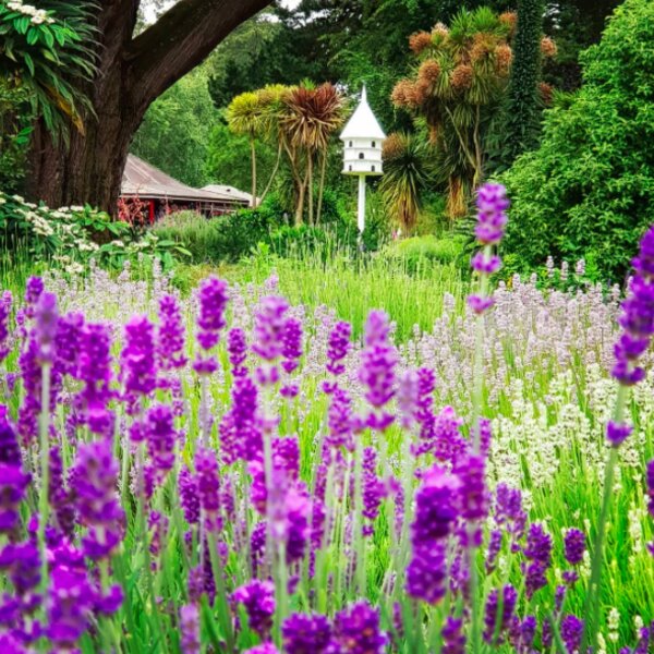 lavender field st brelade jersey