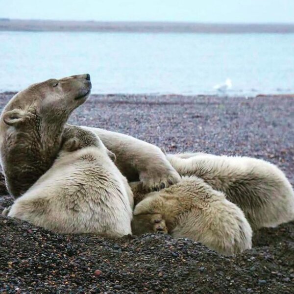 polar bear spotting in alaska