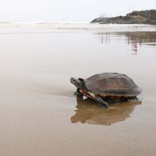 spotting sea turtles on a beach in goa
