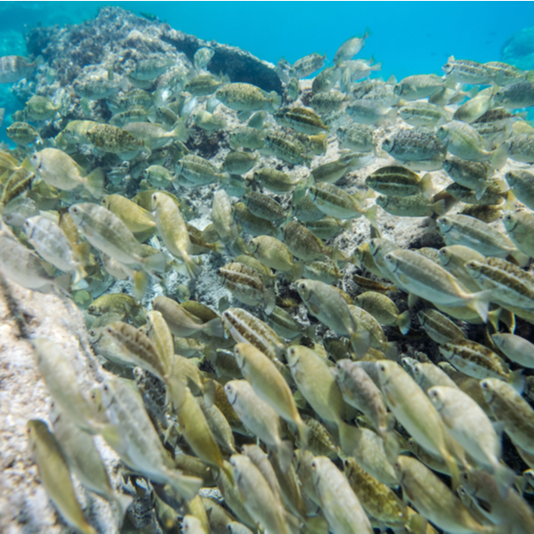 snorkelling with fish in crete beach