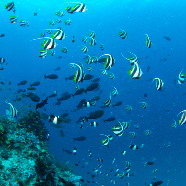 bannerfish at a beach in goa