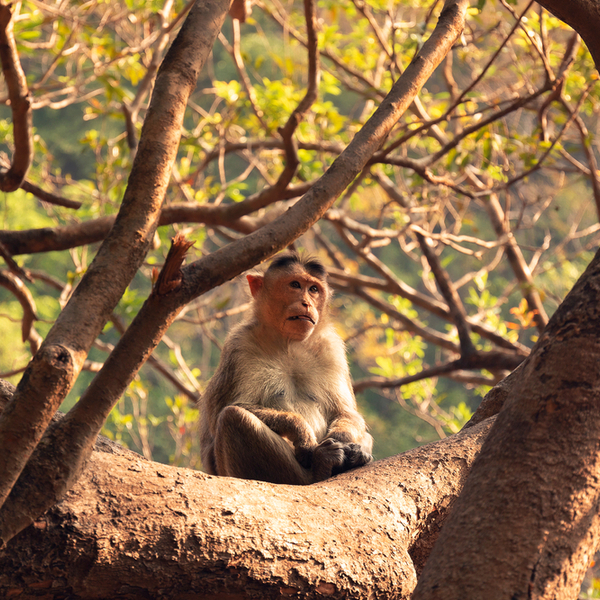 monkey spotted at Mollem National Park in goa