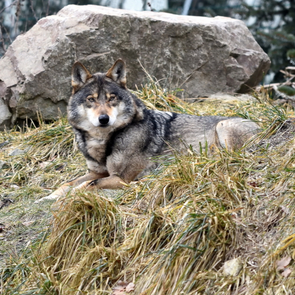 view of grey wolf in alaska