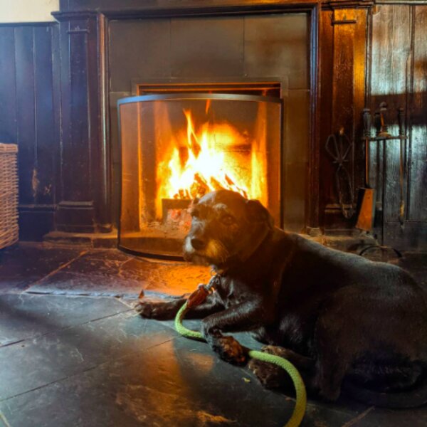 dog friendly pub in devon