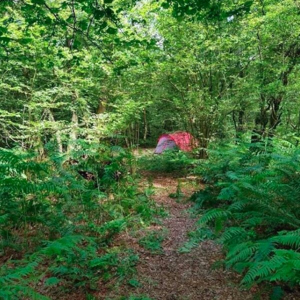 woods at devon campsite