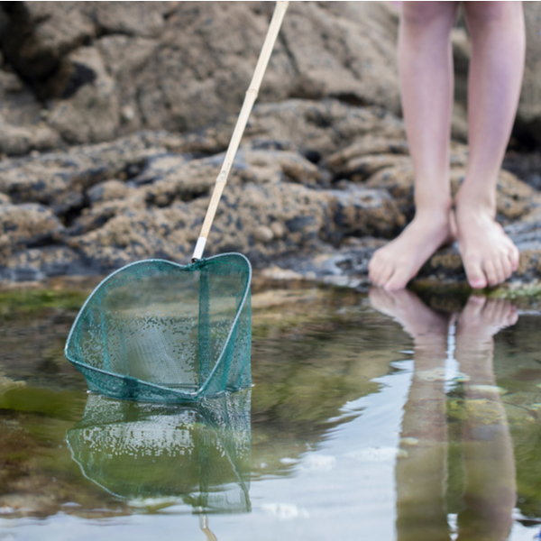 rock pooling in devon